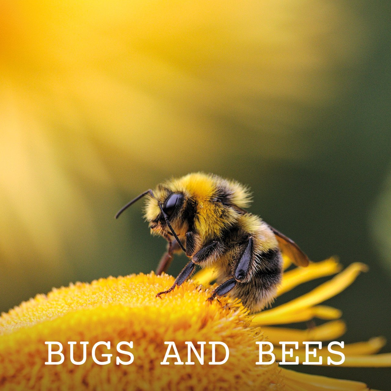 Ladybirds In Love Underscore Without Clarinet