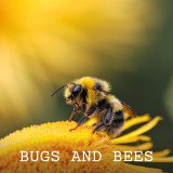 Busy Bee Underscore Without Percussion